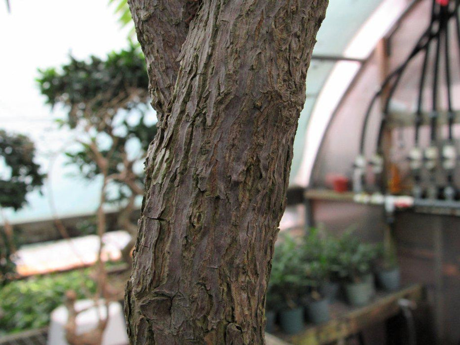 59 Year Old Bougainvillea Specimen Bonsai Tree Bark