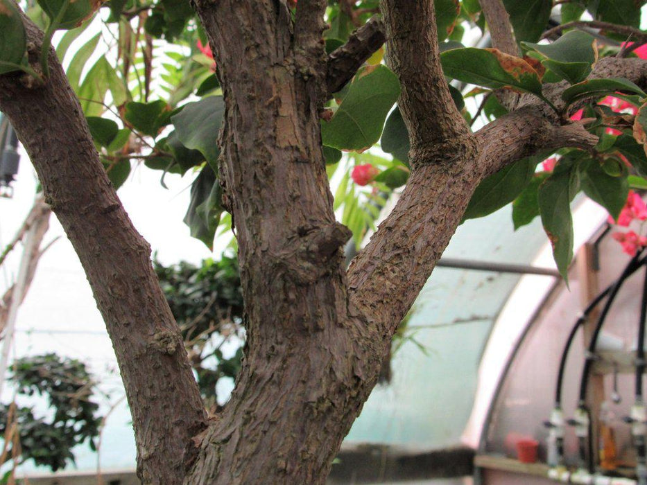 59 Year Old Bougainvillea Specimen Bonsai Tree Branches