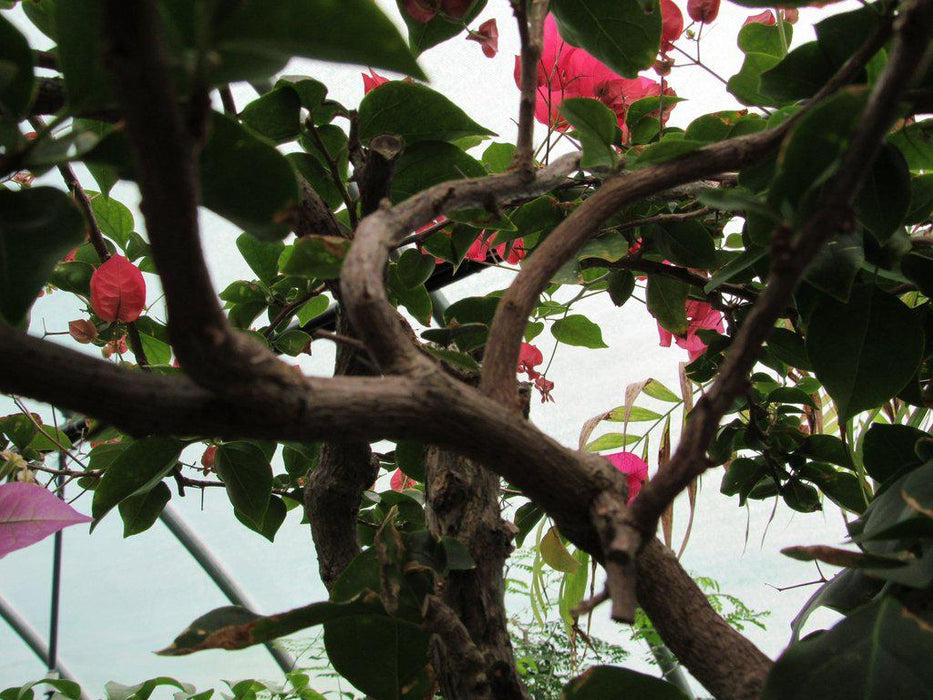 59 Year Old Bougainvillea Specimen Bonsai Tree Inside