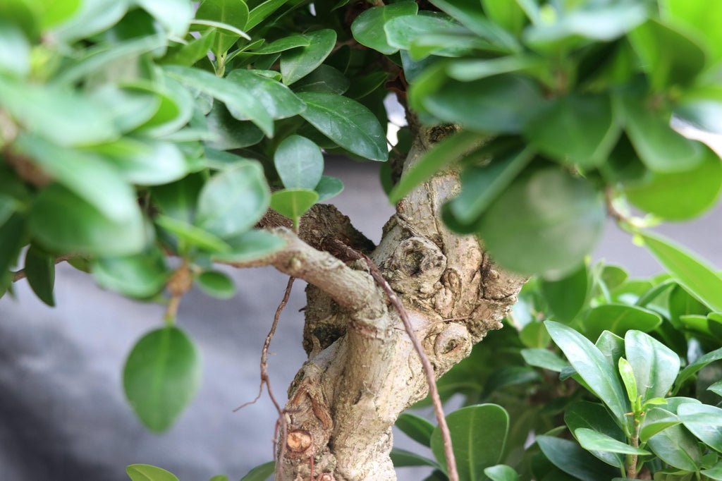 63 Year Old Fruiting Green Emerald Ficus Specimen Bonsai Tree Apex