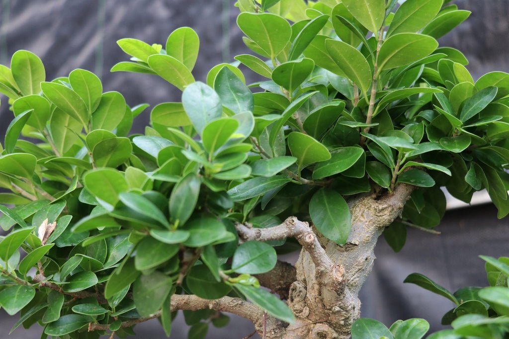 63 Year Old Fruiting Green Emerald Ficus Specimen Bonsai Tree Leaves