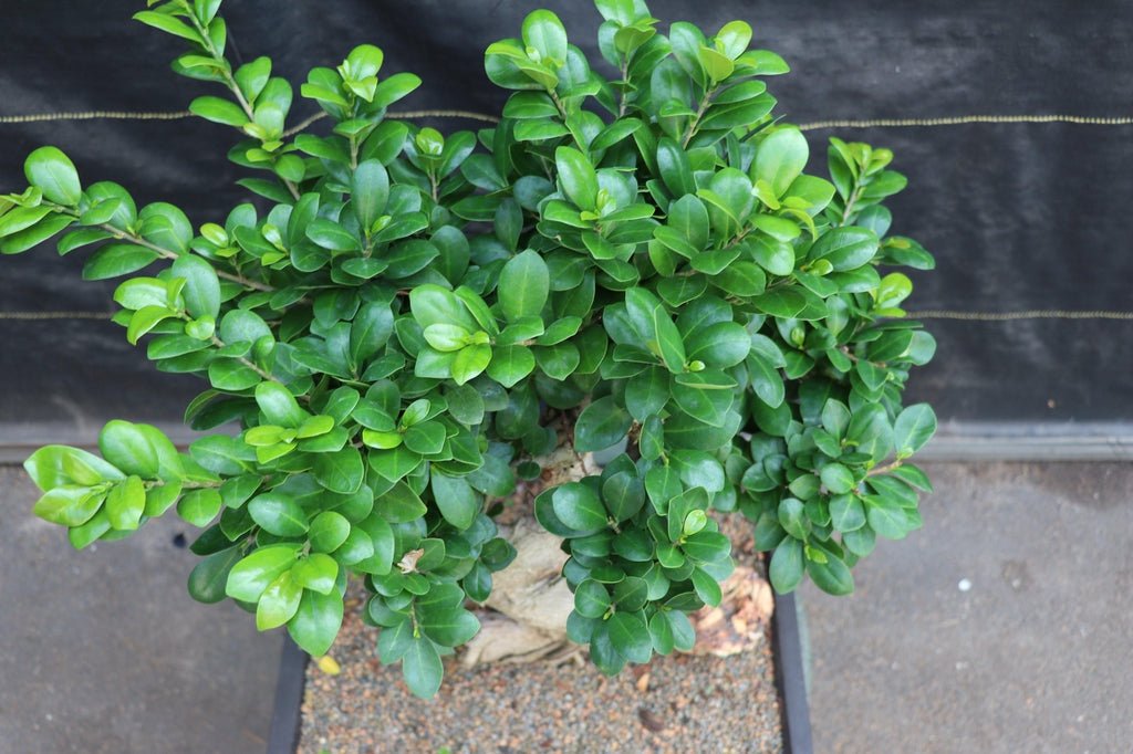 63 Year Old Fruiting Green Emerald Ficus Specimen Bonsai Tree Top