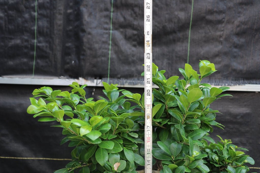 63 Year Old Fruiting Green Emerald Ficus Specimen Bonsai Tree Height