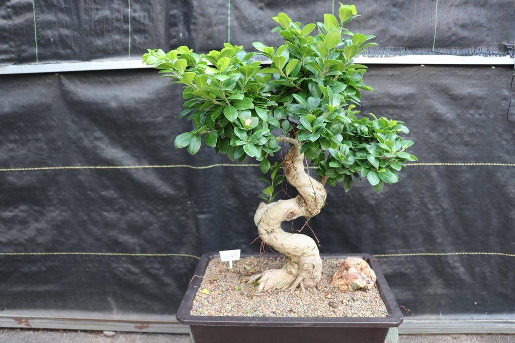 63 Year Old Fruiting Green Emerald Ficus Specimen Bonsai Tree