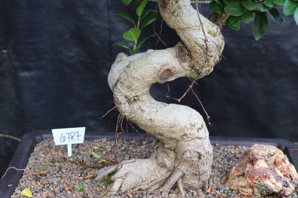 63 Year Old Fruiting Green Emerald Ficus Specimen Bonsai Tree Bark