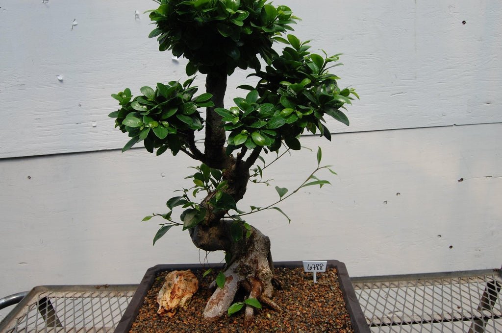 Fruiting Green Emerald Ficus Specimen Bonsai Tree Profile