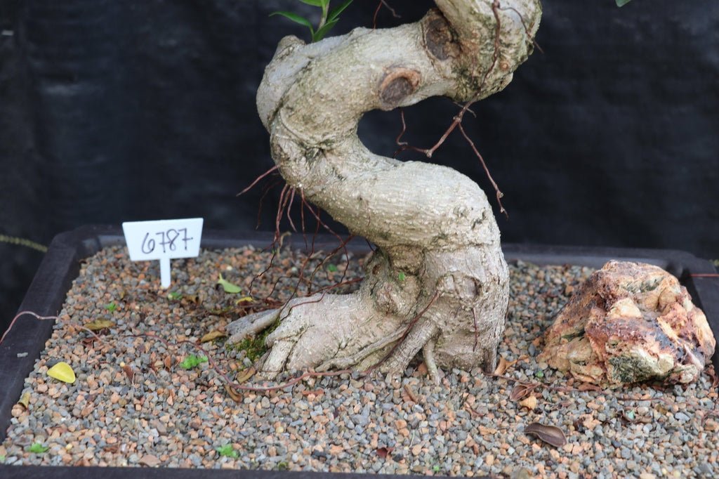 63 Year Old Fruiting Green Emerald Ficus Specimen Bonsai Tree Trunk