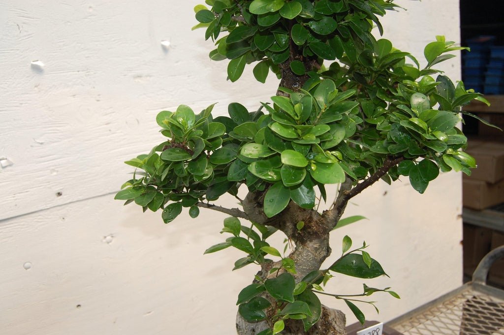 Fruiting Green Emerald Ficus Specimen Bonsai Tree Canopy