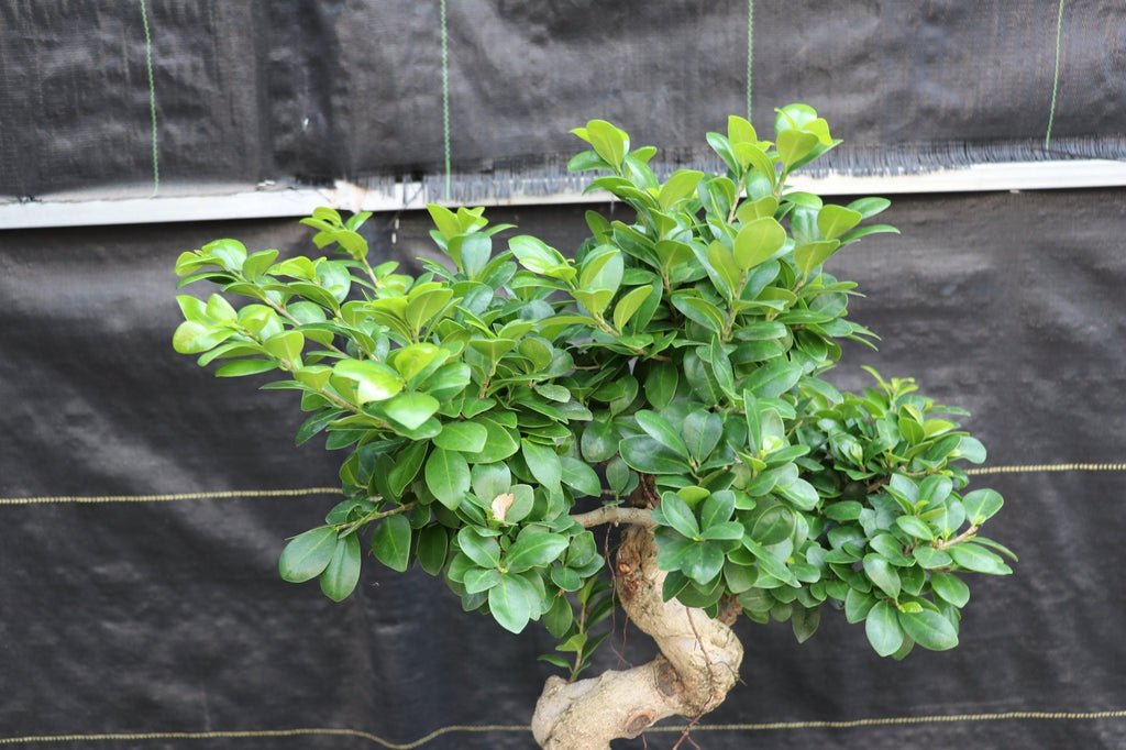 63 Year Old Fruiting Green Emerald Ficus Specimen Bonsai Tree Profile
