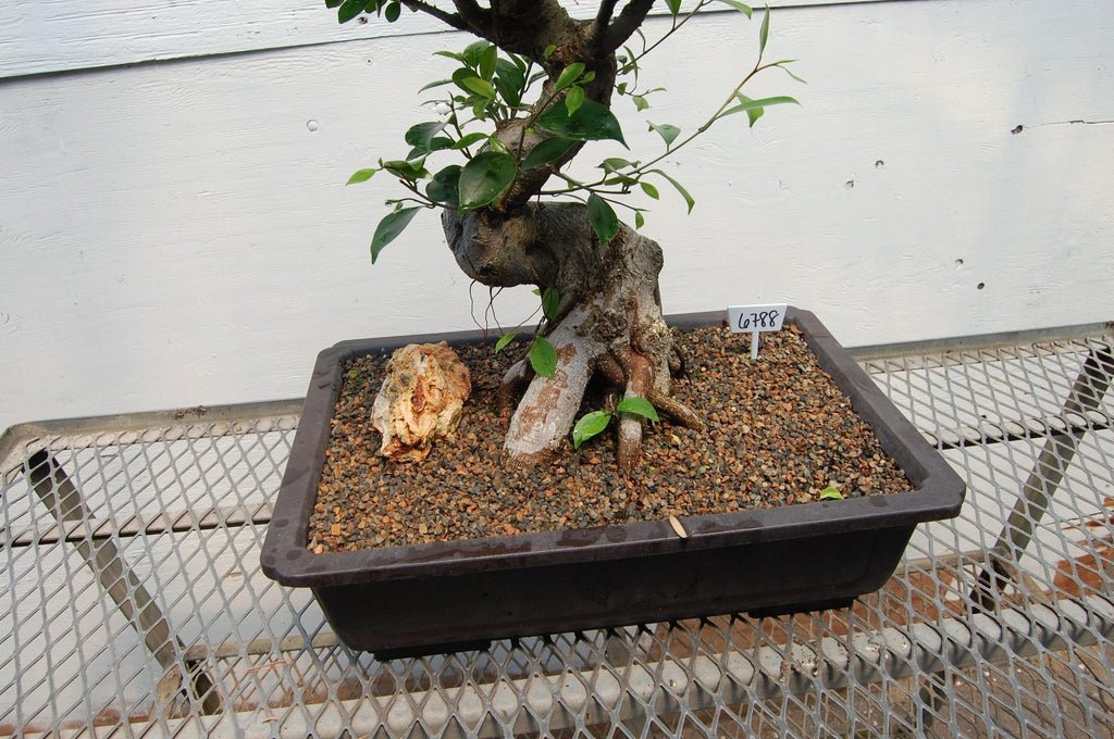 Fruiting Green Emerald Ficus Specimen Bonsai Tree Trunk