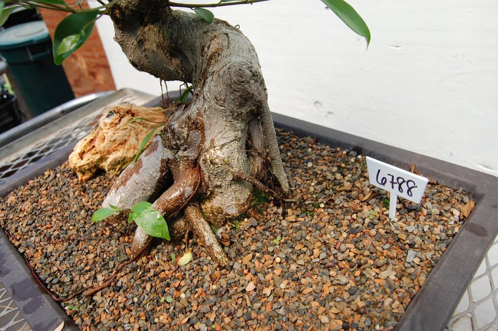 Fruiting Green Emerald Ficus Specimen Bonsai Tree Roots