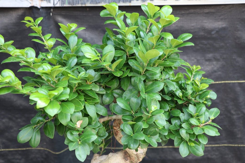 63 Year Old Fruiting Green Emerald Ficus Specimen Bonsai Tree Foliage