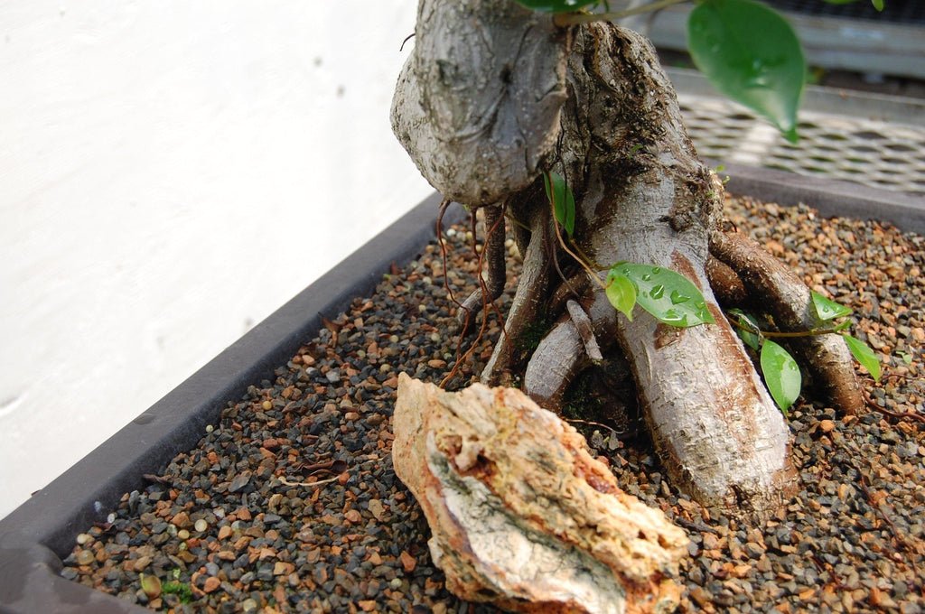 Fruiting Green Emerald Ficus Specimen Bonsai Tree Side Roots