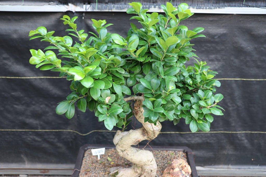 63 Year Old Fruiting Green Emerald Ficus Specimen Bonsai Tree Shape