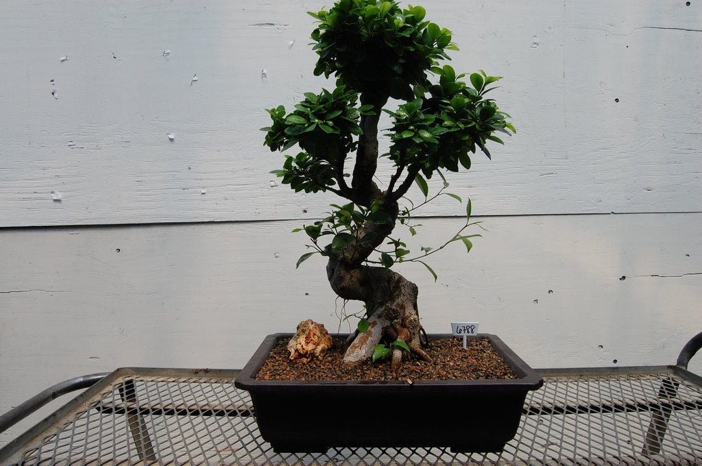 Fruiting Green Emerald Ficus Specimen Bonsai Tree Profile