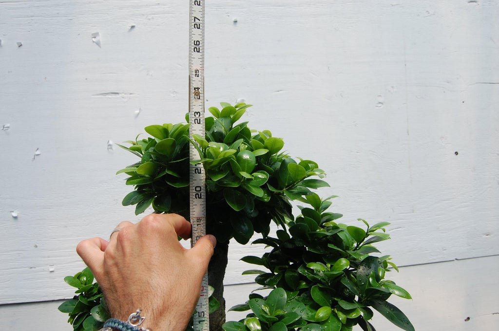 Fruiting Green Emerald Ficus Specimen Bonsai Tree Height