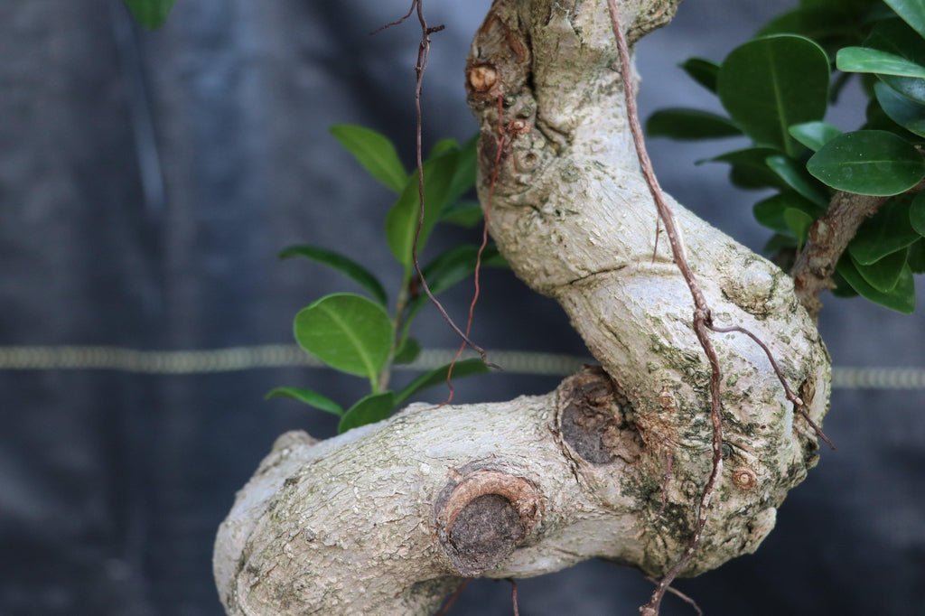 Curved Trunk On 63 Year Old Fruiting Green Emerald Ficus Specimen Bonsai Tree