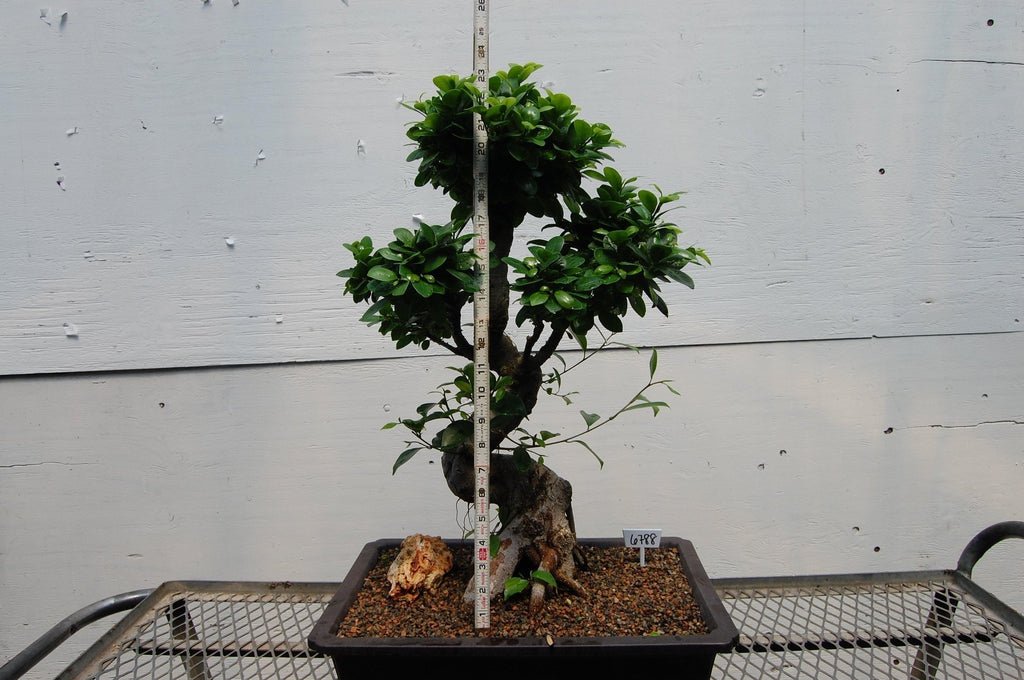 Fruiting Green Emerald Ficus Specimen Bonsai Tree Size
