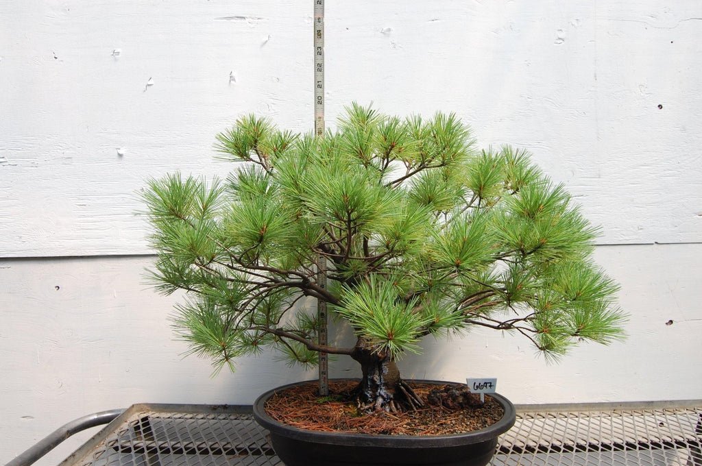 Japanese White Pine Specimen Bonsai Tree Size