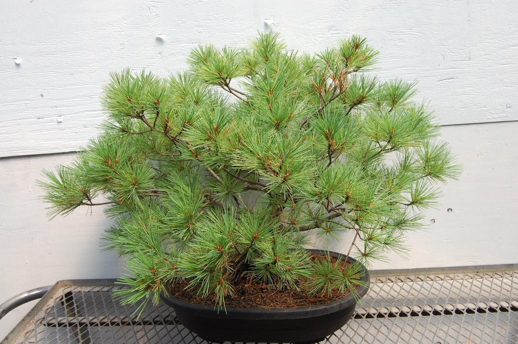 Japanese White Pine Specimen Bonsai Tree Canopy