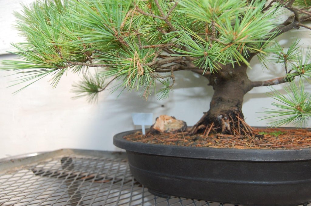Japanese White Pine Specimen Bonsai Tree Roots