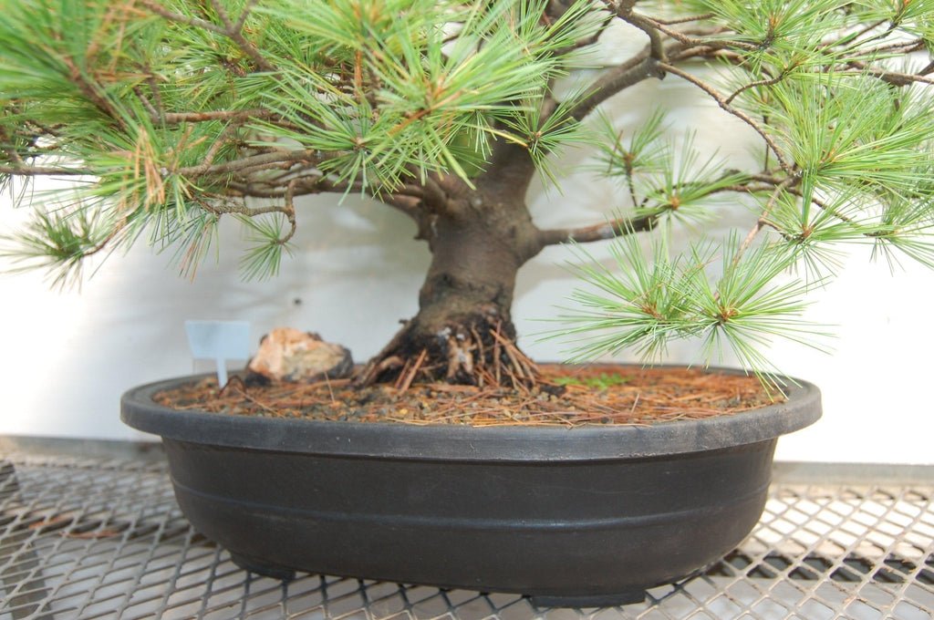 Japanese White Pine Specimen Bonsai Tree Pot