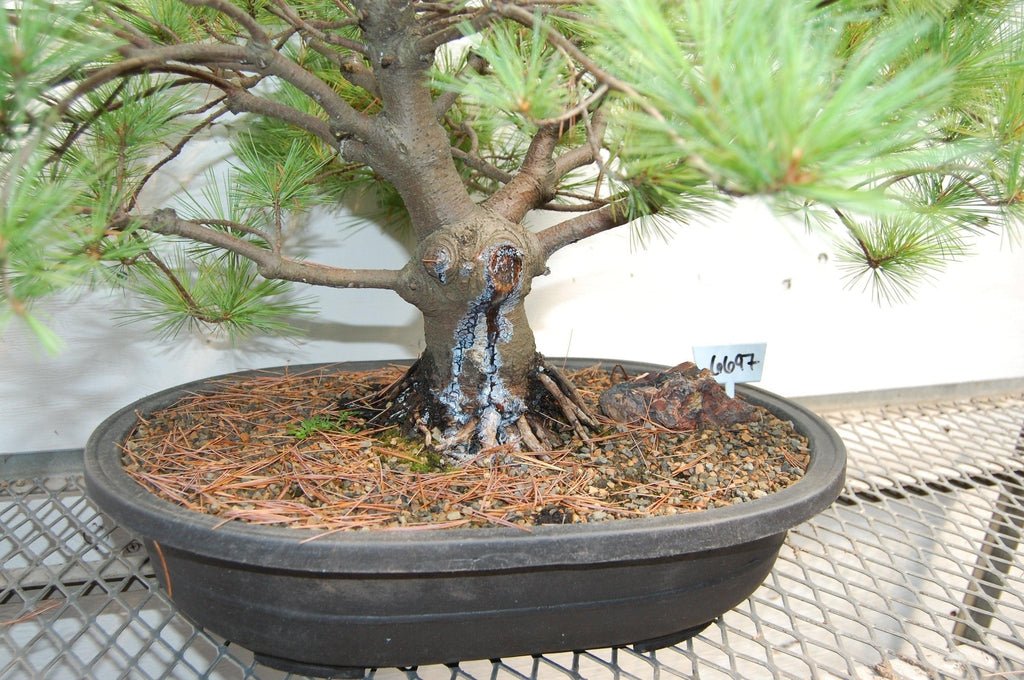 Japanese White Pine Specimen Bonsai Tree Trunk