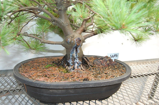 japanese white pine bonsai tree 63 Year Old Japanese White Pine Specimen Bonsai Tree