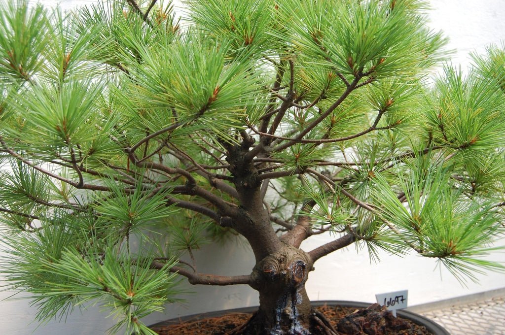 Japanese White Pine Specimen Bonsai Tree Foliage