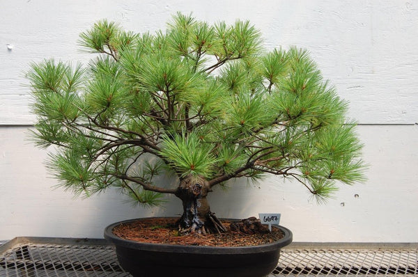 white pine bonsai tree 63 Year Old Japanese White Pine Specimen Bonsai Tree