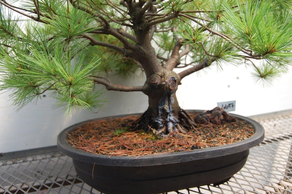 Japanese White Pine Specimen Bonsai Tree Side