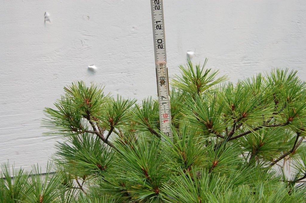 Japanese White Pine Specimen Bonsai Tree Height