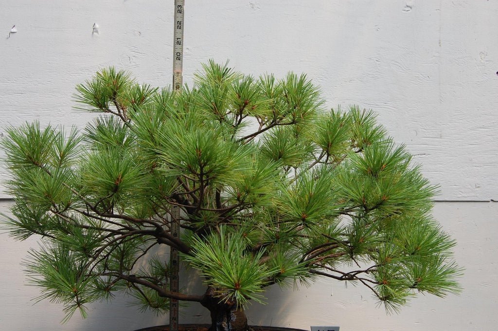 Japanese White Pine Specimen Bonsai Tree Needles