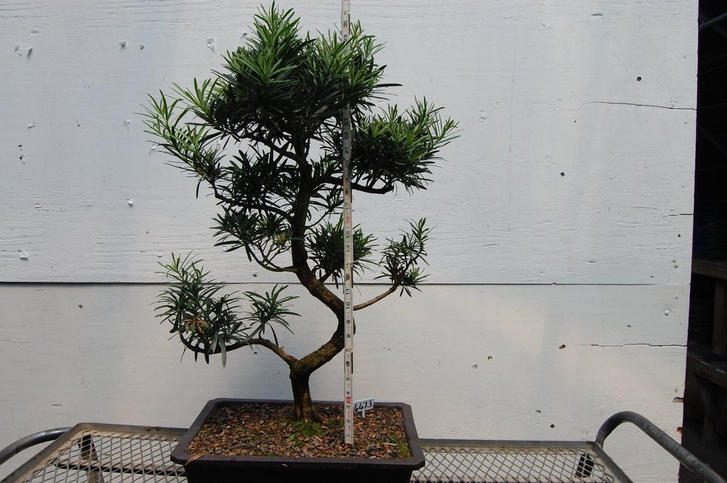 Chinese Yew Specimen Bonsai Tree