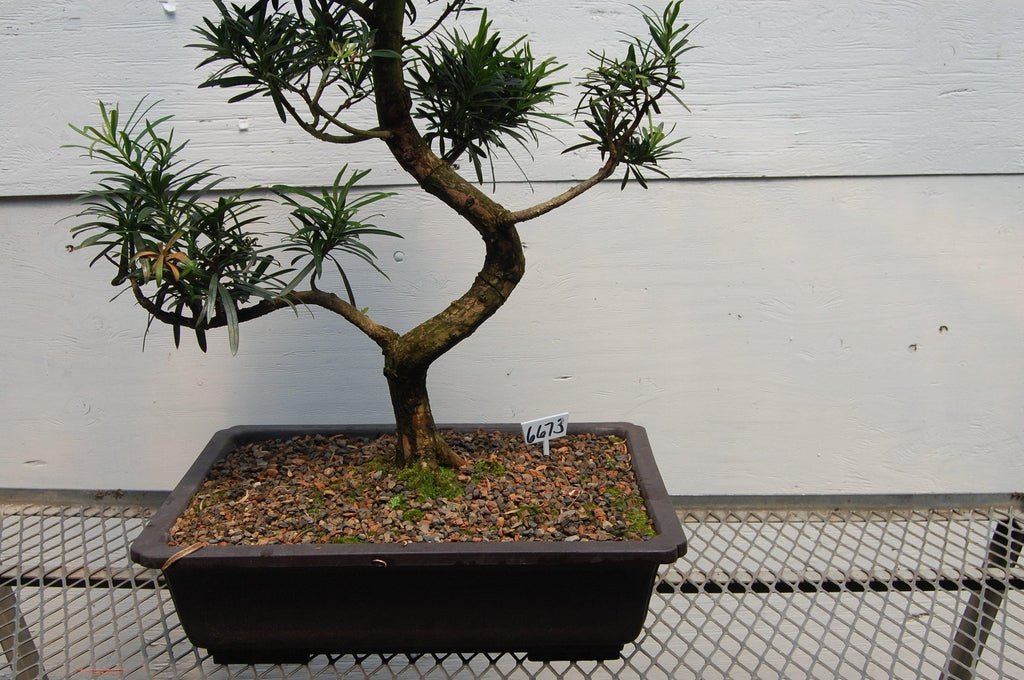 Buddhist Pine Specimen Bonsai Tree Trunk