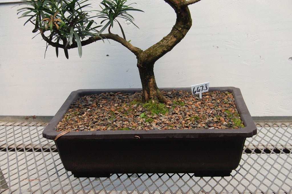 Buddhist Pine Specimen Bonsai Tree Pot