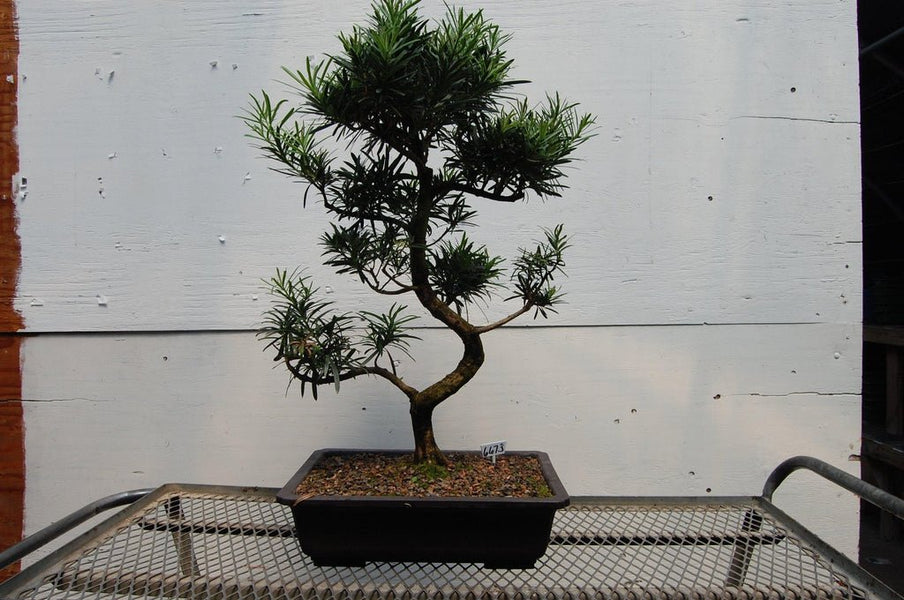 64 Year Old Buddhist Pine Specimen Bonsai Tree