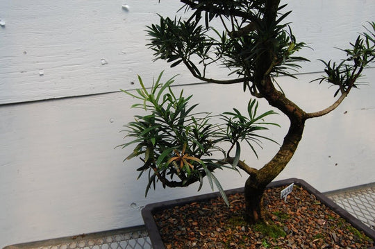 bonsai tree buddhism 64 Year Old Buddhist Pine Specimen Bonsai Tree