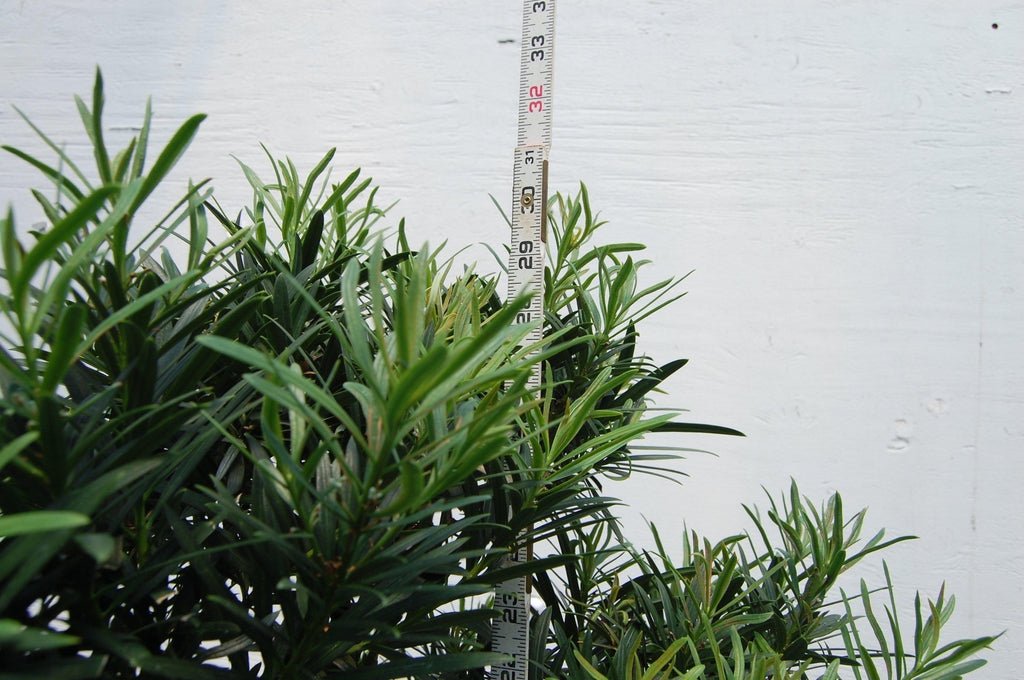 Buddhist Pine Specimen Bonsai Tree Height