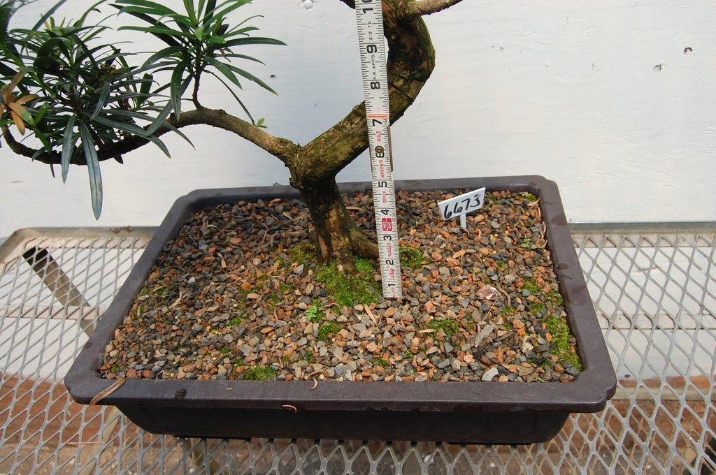 Podocarpus Specimen Bonsai Tree Size