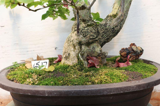 66 Year Old Bougainvillea Specimen Bonsai Tree