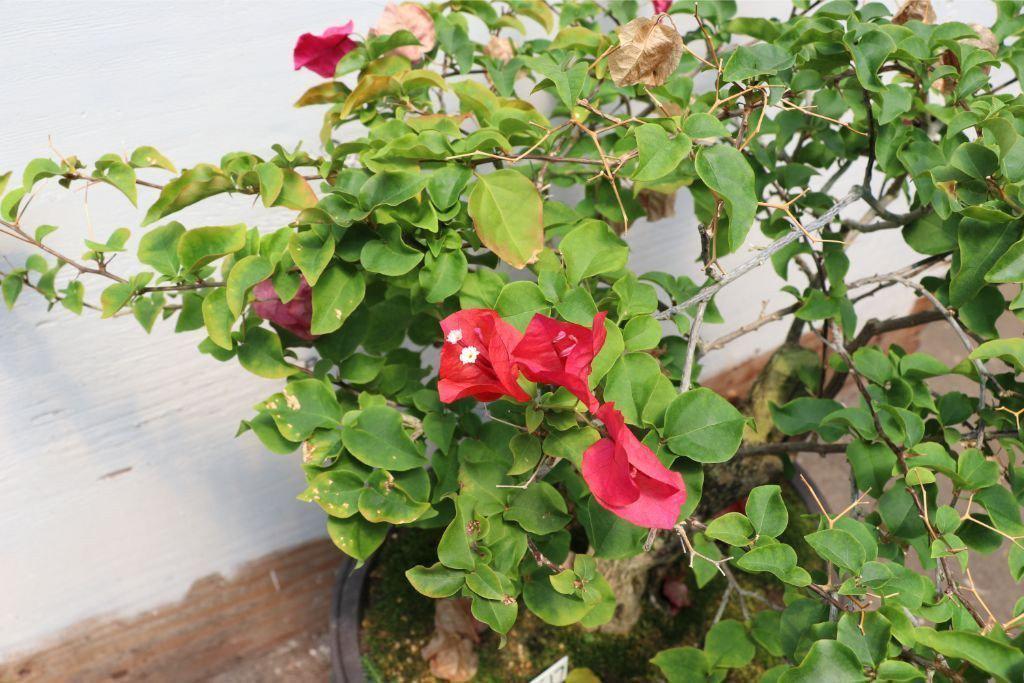 Bougainvillea Specimen Bonsai Tree Alt 5
