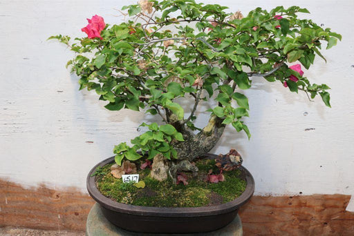 Bougainvillea Specimen Bonsai Tree