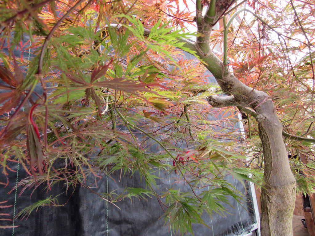 67 Year Old Red Dragon Maple Specimen Bonsai Tree Shade