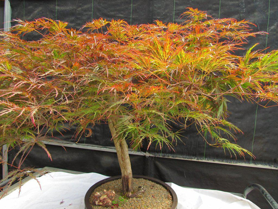 67 Year Old Red Dragon Maple Specimen Bonsai Tree Red Canopy