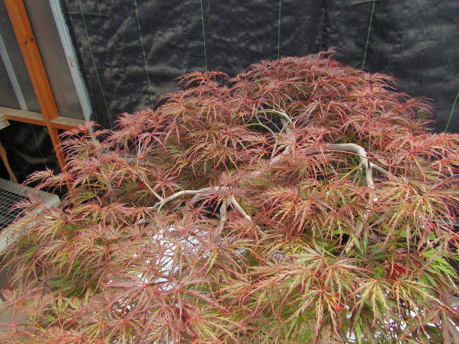 67 Year Old Red Dragon Maple Specimen Bonsai Tree Red Top