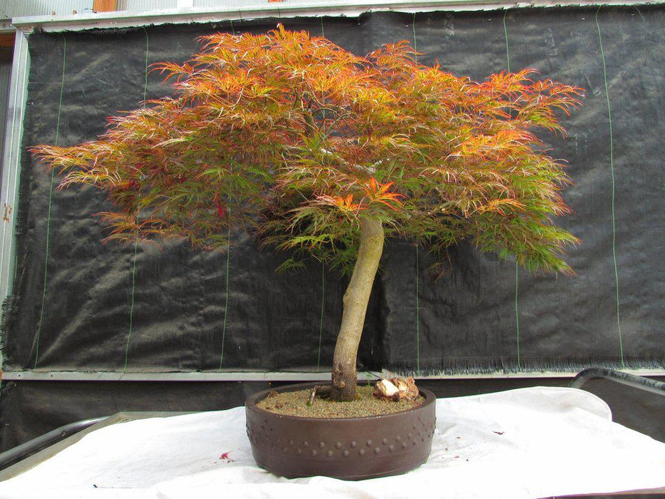 67 Year Old Red Dragon Maple Specimen Bonsai Tree Profile