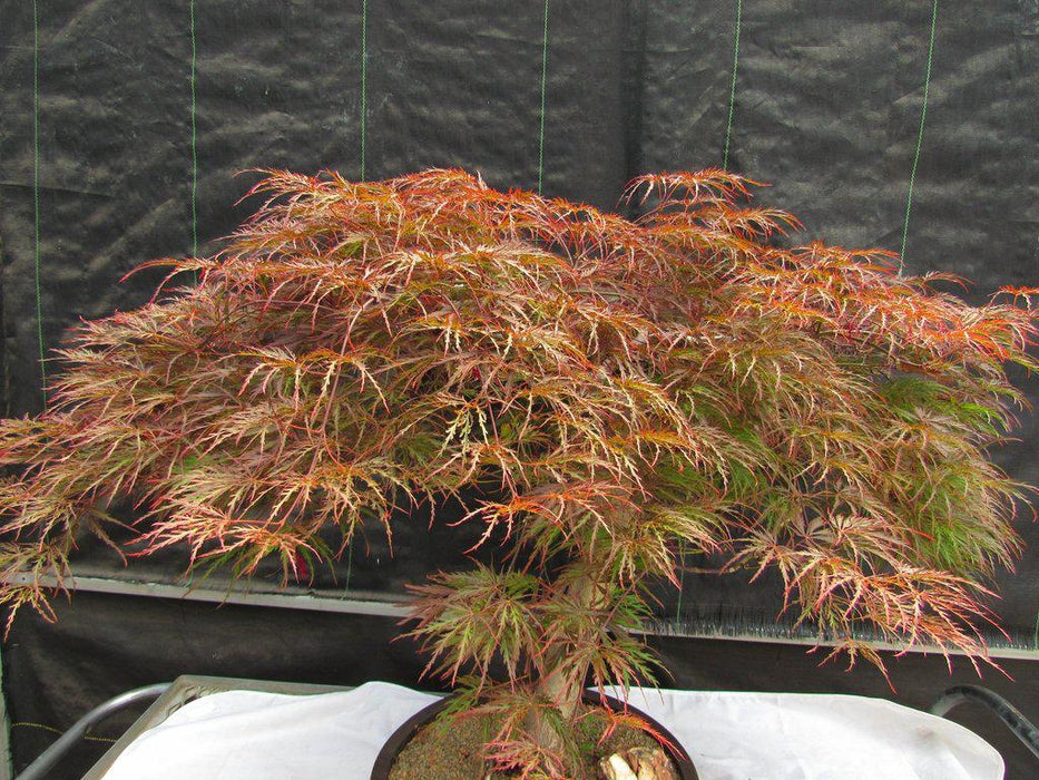 67 Year Old Red Dragon Maple Specimen Bonsai Tree Canopy