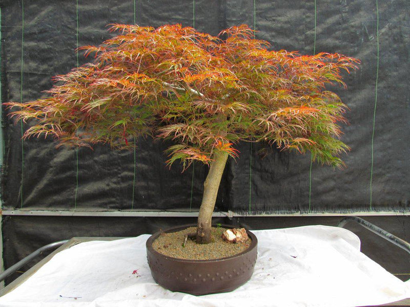 bonsai maple tree 67 Year Old Red Dragon Maple Specimen Bonsai Tree