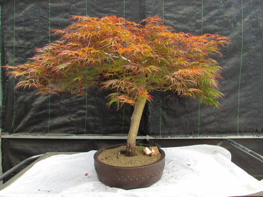 dragon blood tree bonsai 67 Year Old Red Dragon Maple Specimen Bonsai Tree